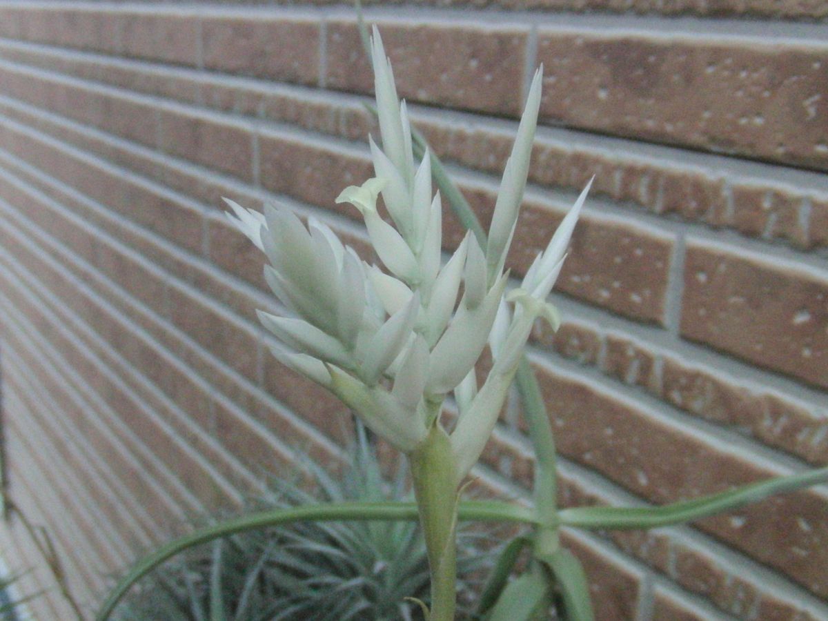 想像を超えての カクティコラアルバ ホワイトフラワー 板付 植物/観葉 ...