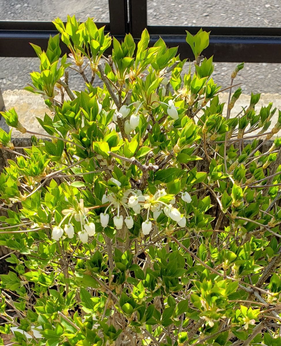 沢山の可憐な花が咲くように 三年目のどうだんつつじは、花の数個