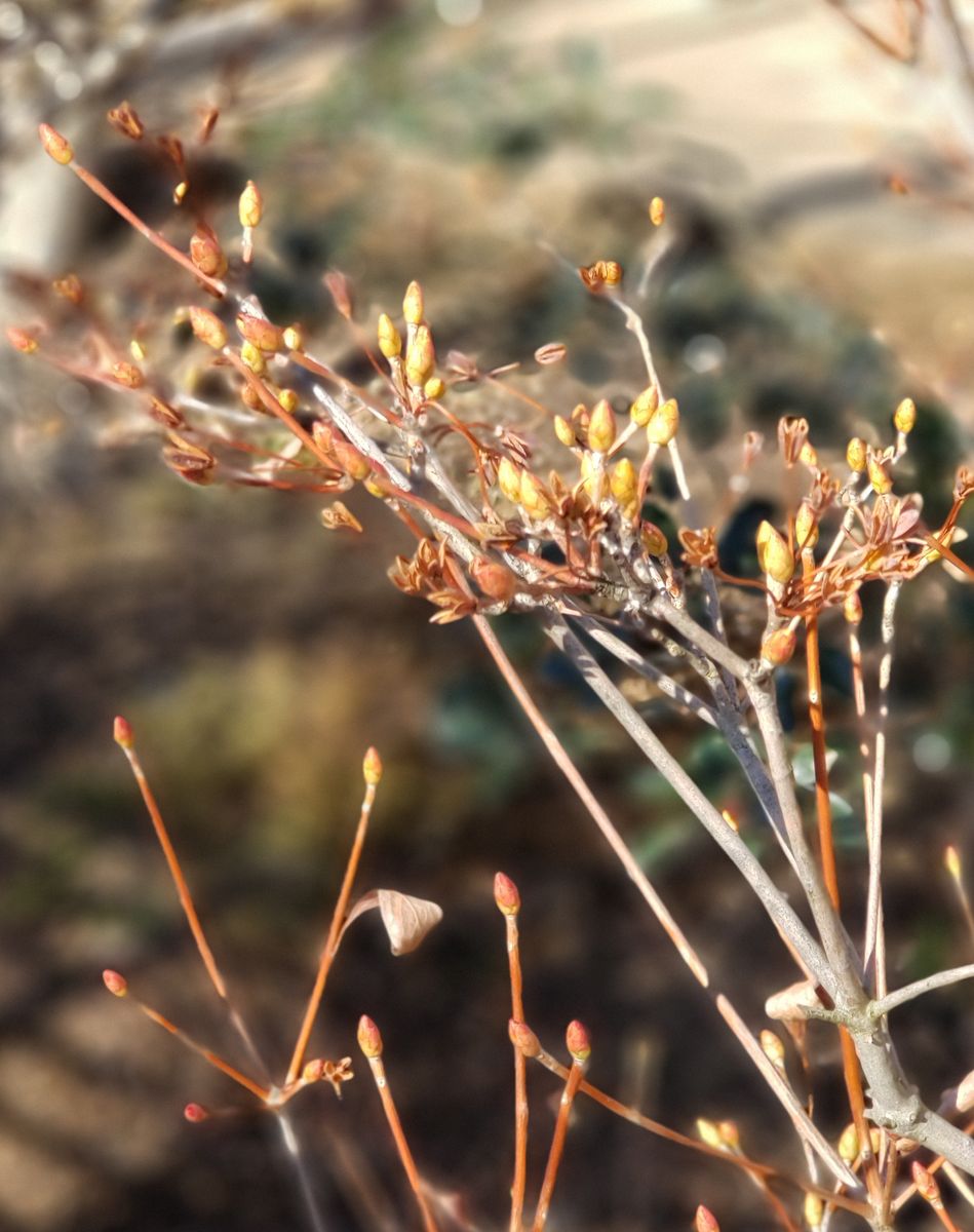 沢山の可憐な花が咲くように 蕾を確認