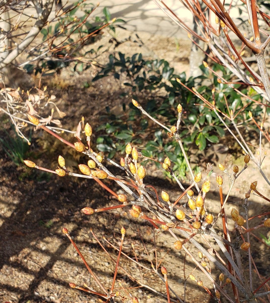 沢山の可憐な花が咲くように 3/11  つぼみが大きくなりました