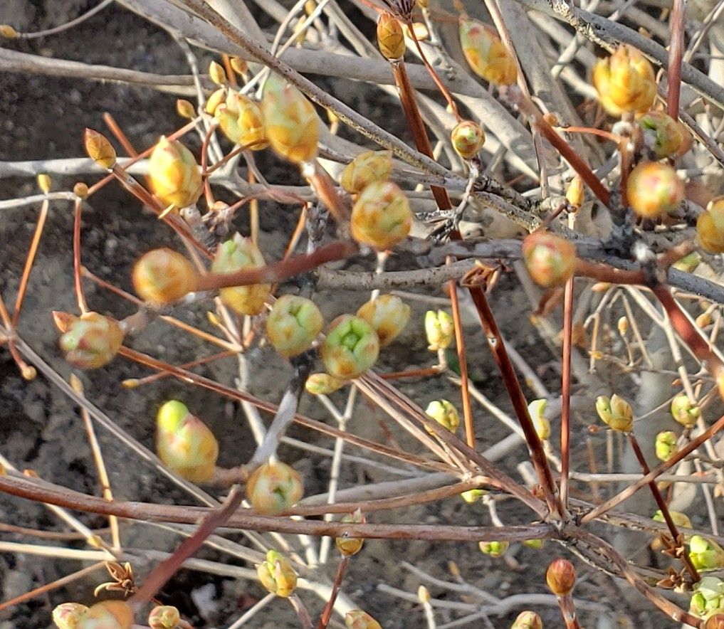 沢山の可憐な花が咲くように 3/19  開花前 生垣のどうだんつつじ