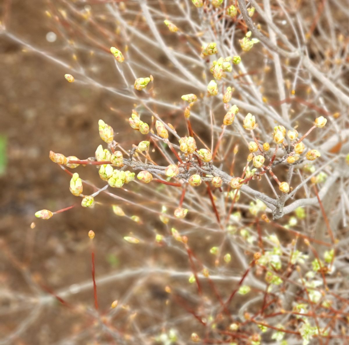 沢山の可憐な花が咲くように 3/22  そろそろ開花か?