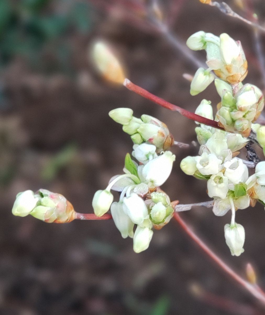 沢山の可憐な花が咲くように 父の残したどうだんつつじ開花