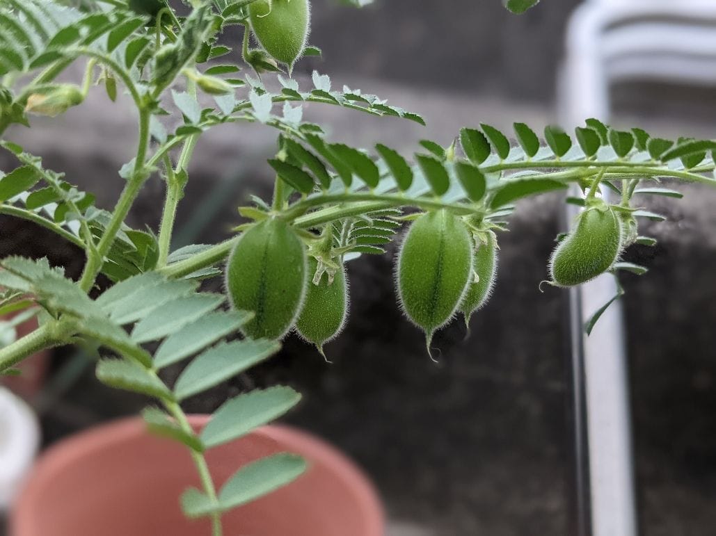 ひよこ豆を育てる♪ 莢がなった！