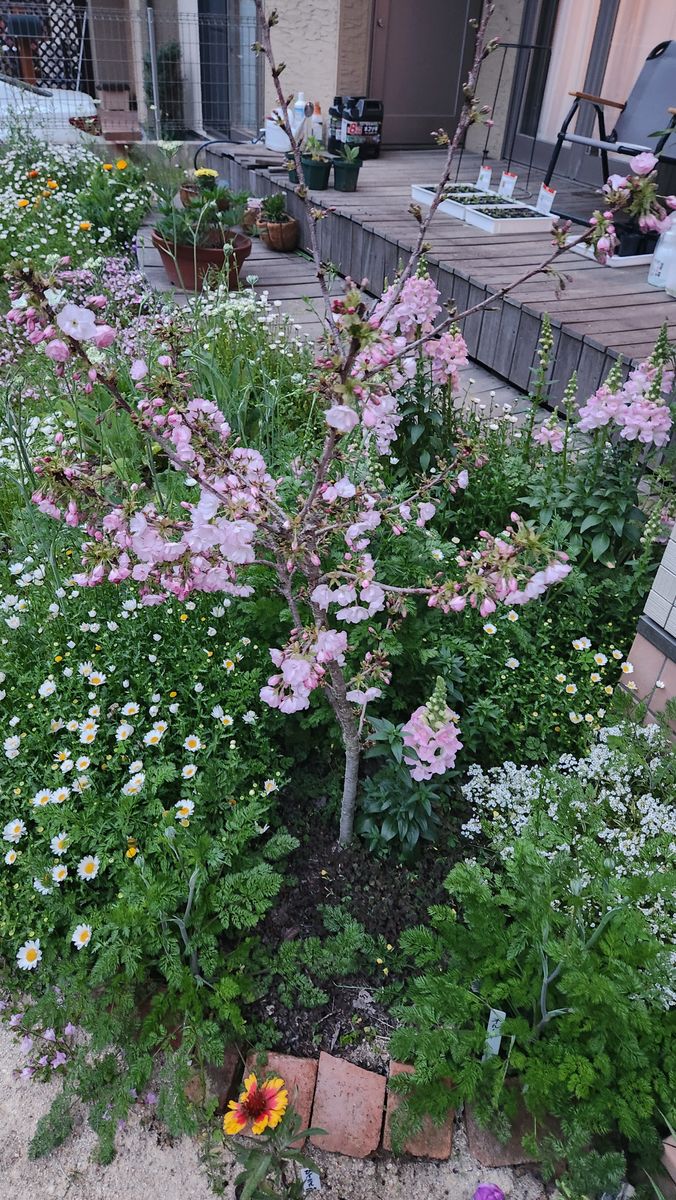 桜を育ててみる① 旭山桜が5分咲きになりました