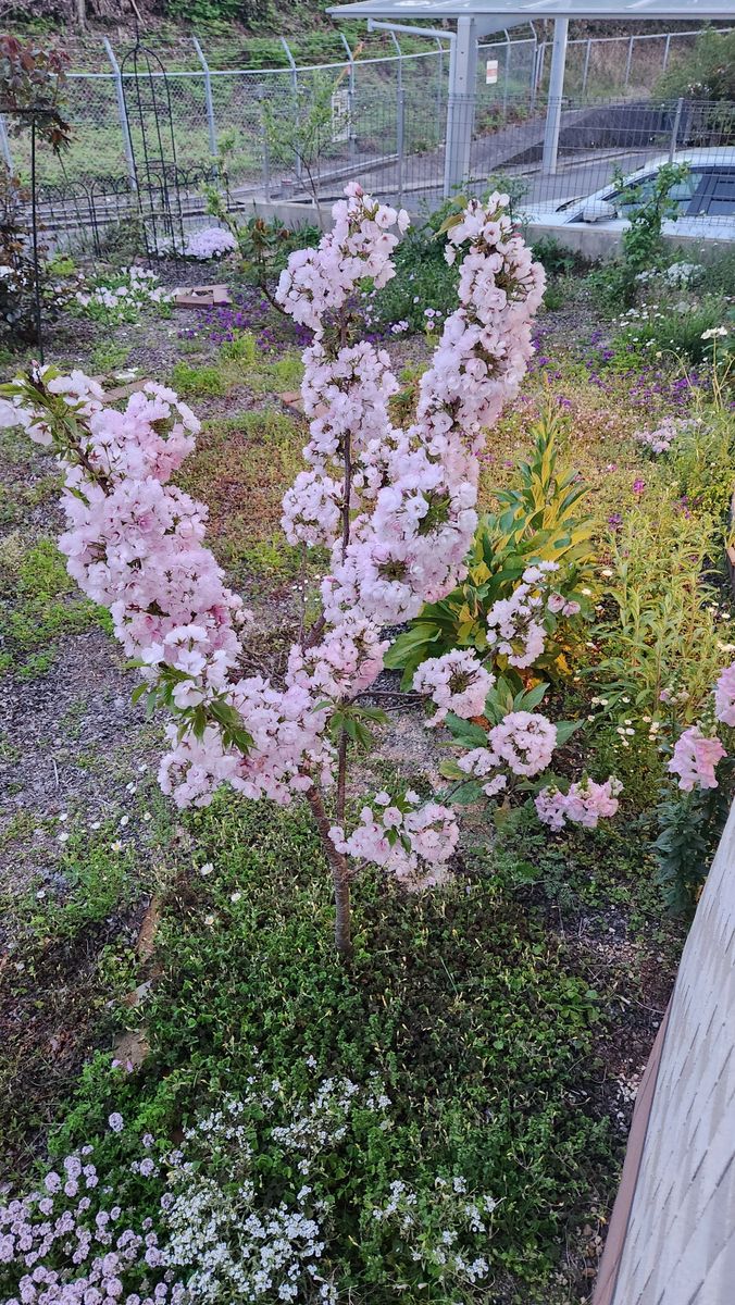 桜を育ててみる① 2024年旭山桜