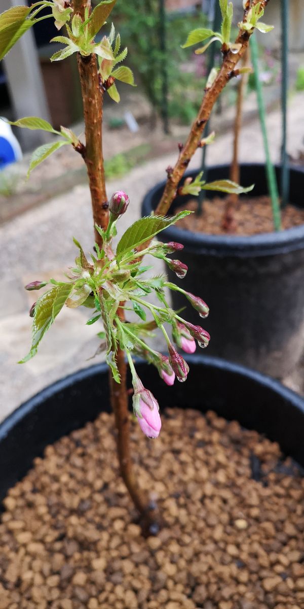 桜を育ててみる① つぼみがつきました　旭山桜