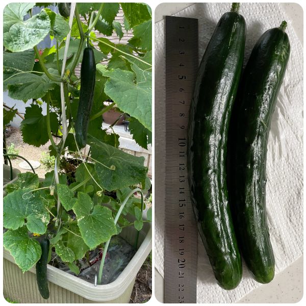 【終】2021年　今年もキュウリを種から育てます🥒 久しぶりの収穫(06/02)