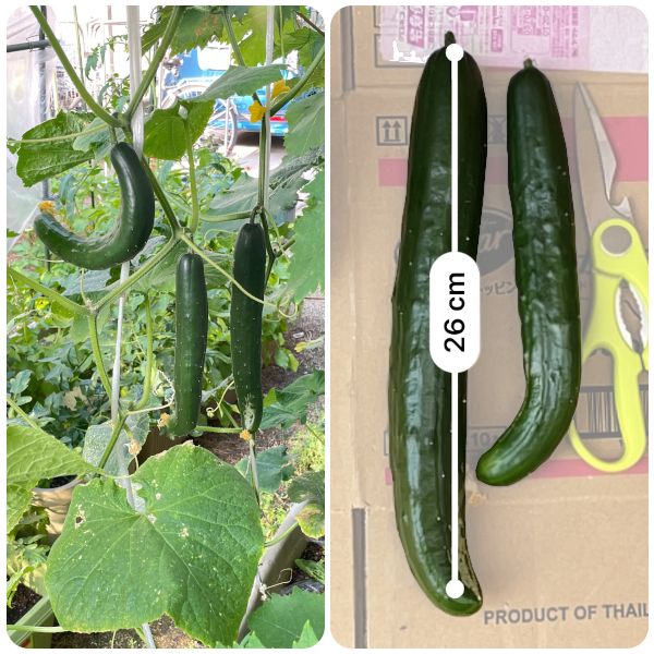 【終】2021年　今年もキュウリを種から育てます🥒 収穫(06/10)