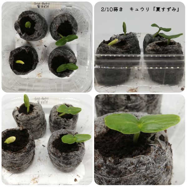 【終】2021年　今年もキュウリを種から育てます🥒 子葉がパカッ🌱(02/15)