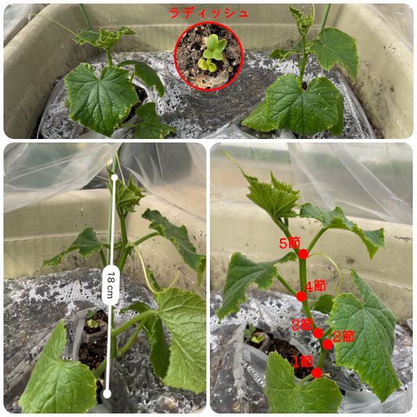 【終】2021年　今年もキュウリを種から育てます🥒 今日の様子(04/15)