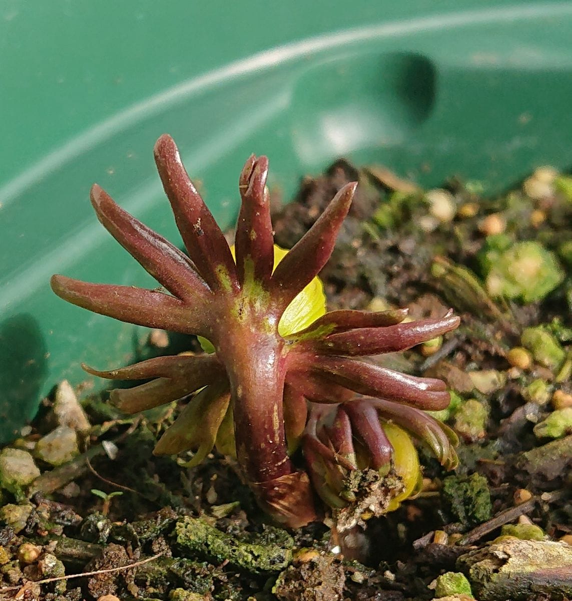 黄花セツブンソウの開花をひたすら見守る🌼 2021/2/14 9:00