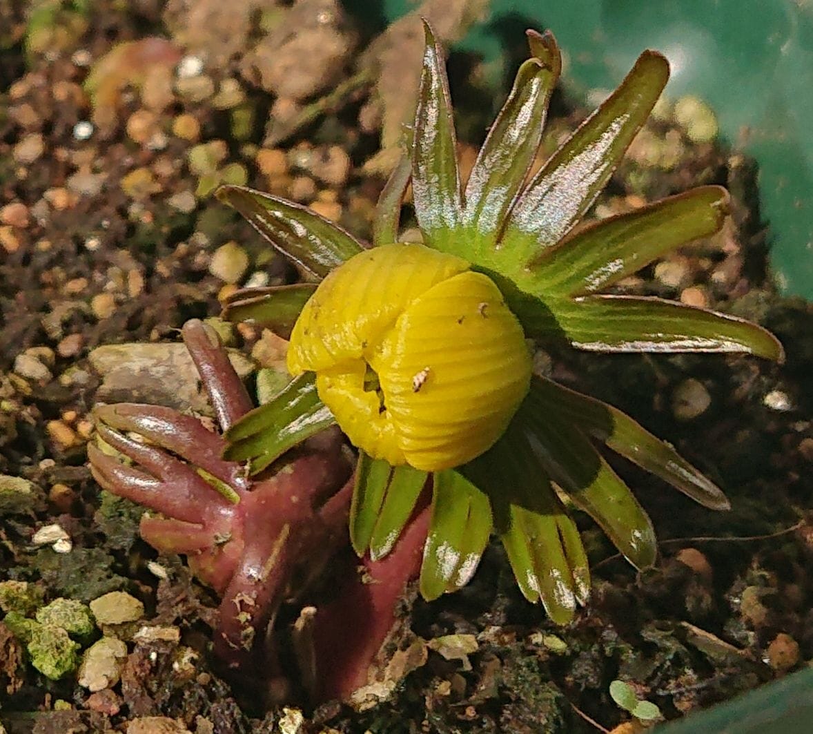 黄花セツブンソウの開花をひたすら見守る🌼 2021/2/14  14時