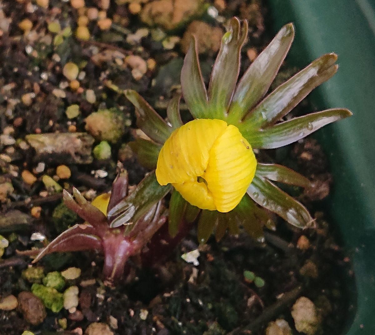 黄花セツブンソウの開花をひたすら見守る🌼 2021/2/15  10時