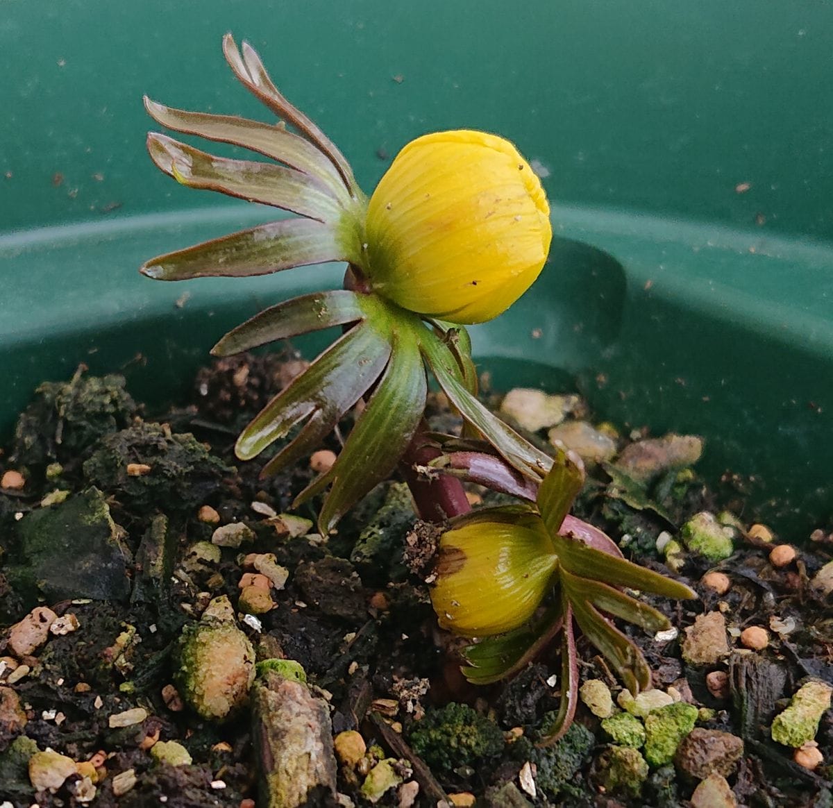 黄花セツブンソウの開花をひたすら見守る🌼 2021/2/15  10時