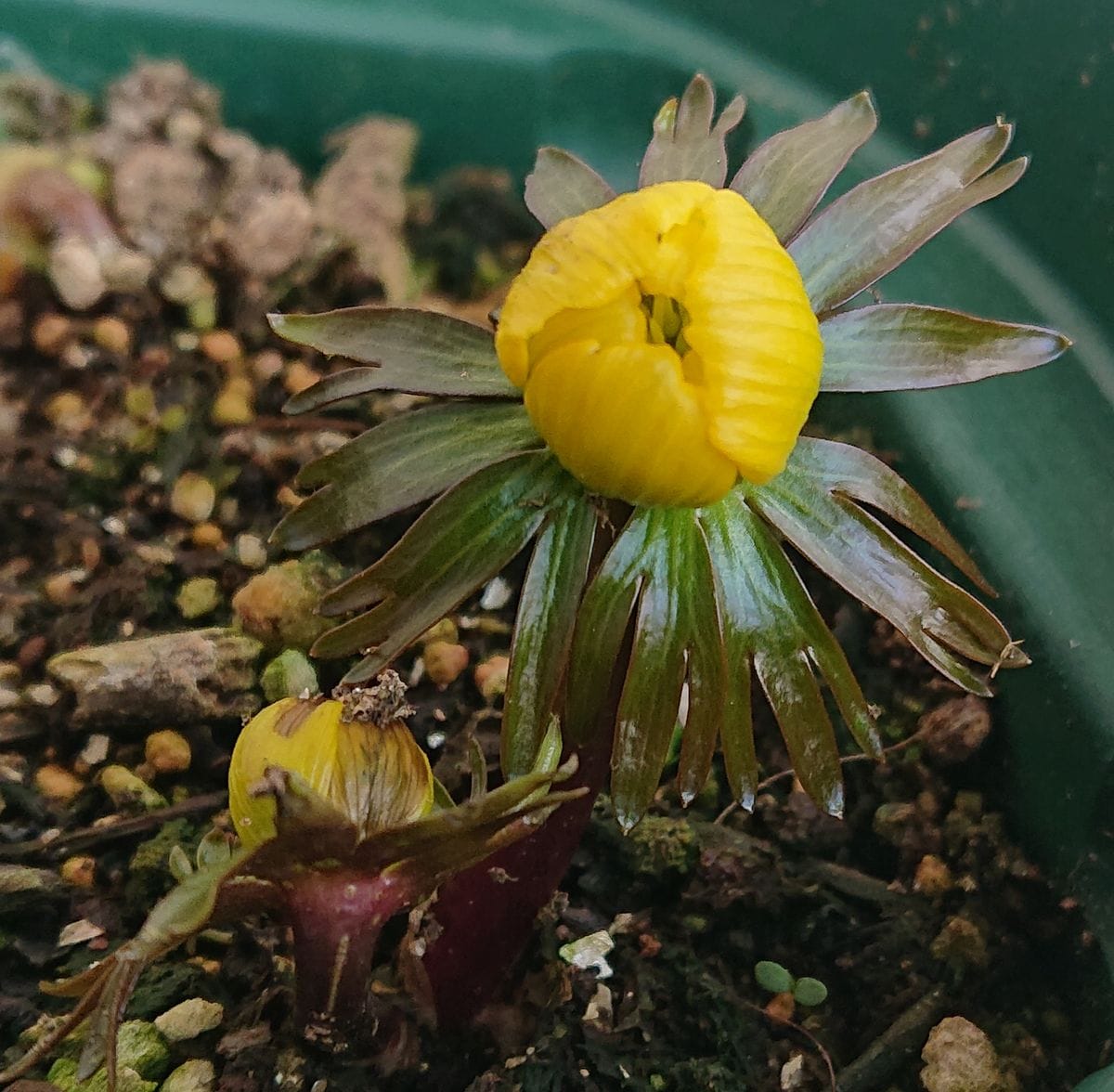 黄花セツブンソウの開花をひたすら見守る🌼 2021/2/16 10:00