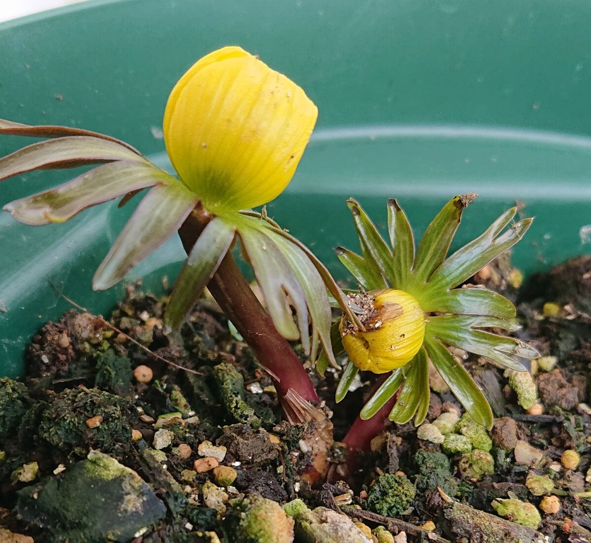 黄花セツブンソウの開花をひたすら見守る🌼 2021/2/16 10:00