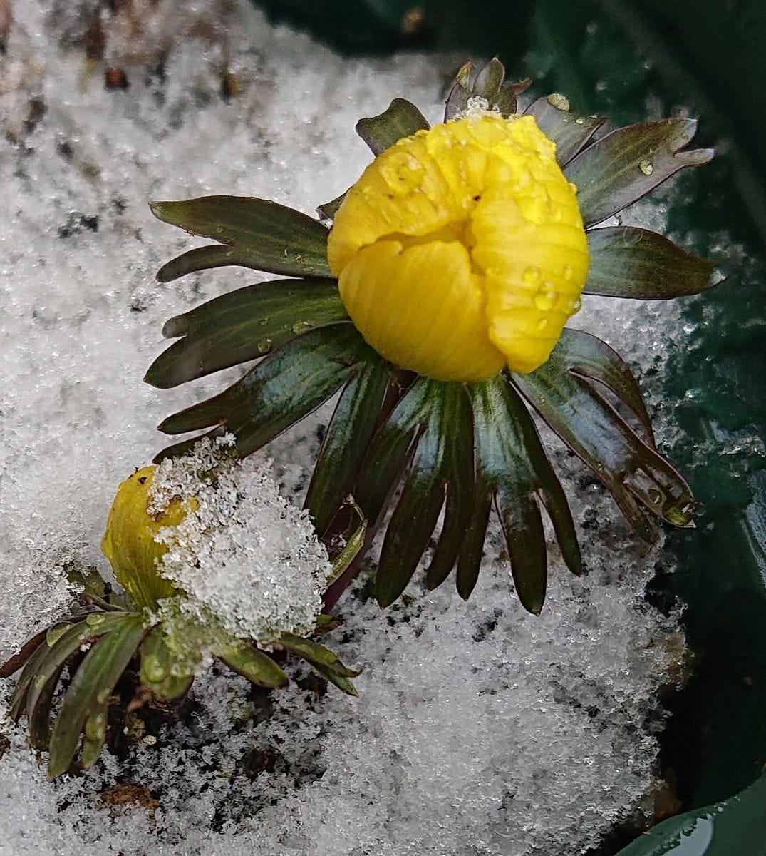 黄花セツブンソウの開花をひたすら見守る🌼 2021/2/18 10:30