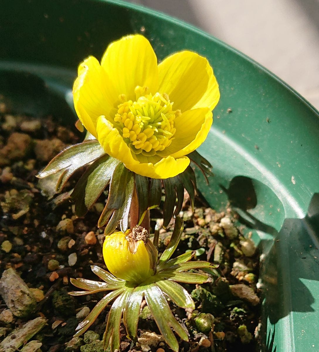 黄花セツブンソウの開花をひたすら見守る🌼 2021/2/19 14:00