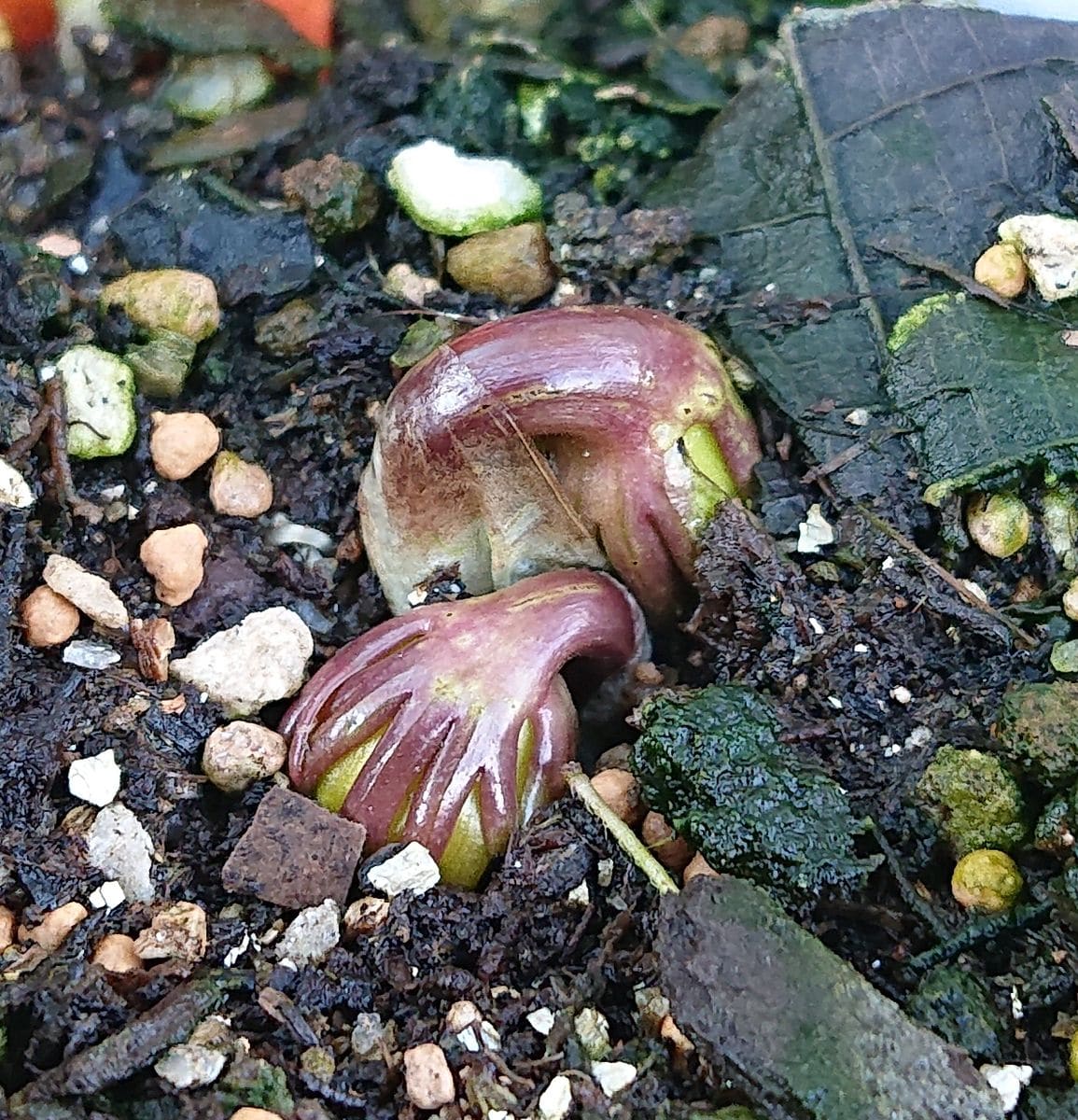 黄花セツブンソウの開花をひたすら見守る🌼 2021/2/3