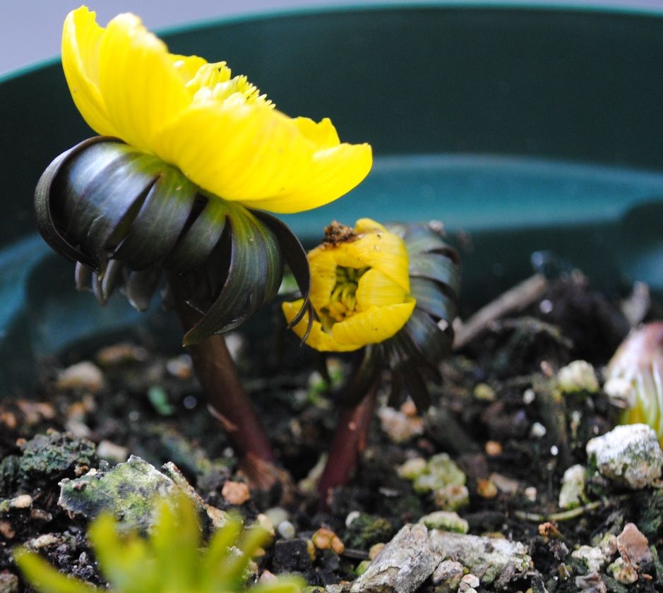 黄花セツブンソウの開花をひたすら見守る🌼 2021/2/21