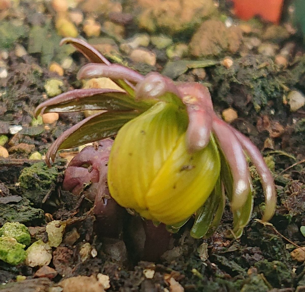 黄花セツブンソウの開花をひたすら見守る🌼 2021/2/13 10:00