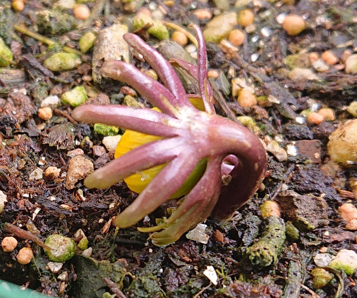 黄花セツブンソウの開花をひたすら見守る🌼 2021/2/13 10:00