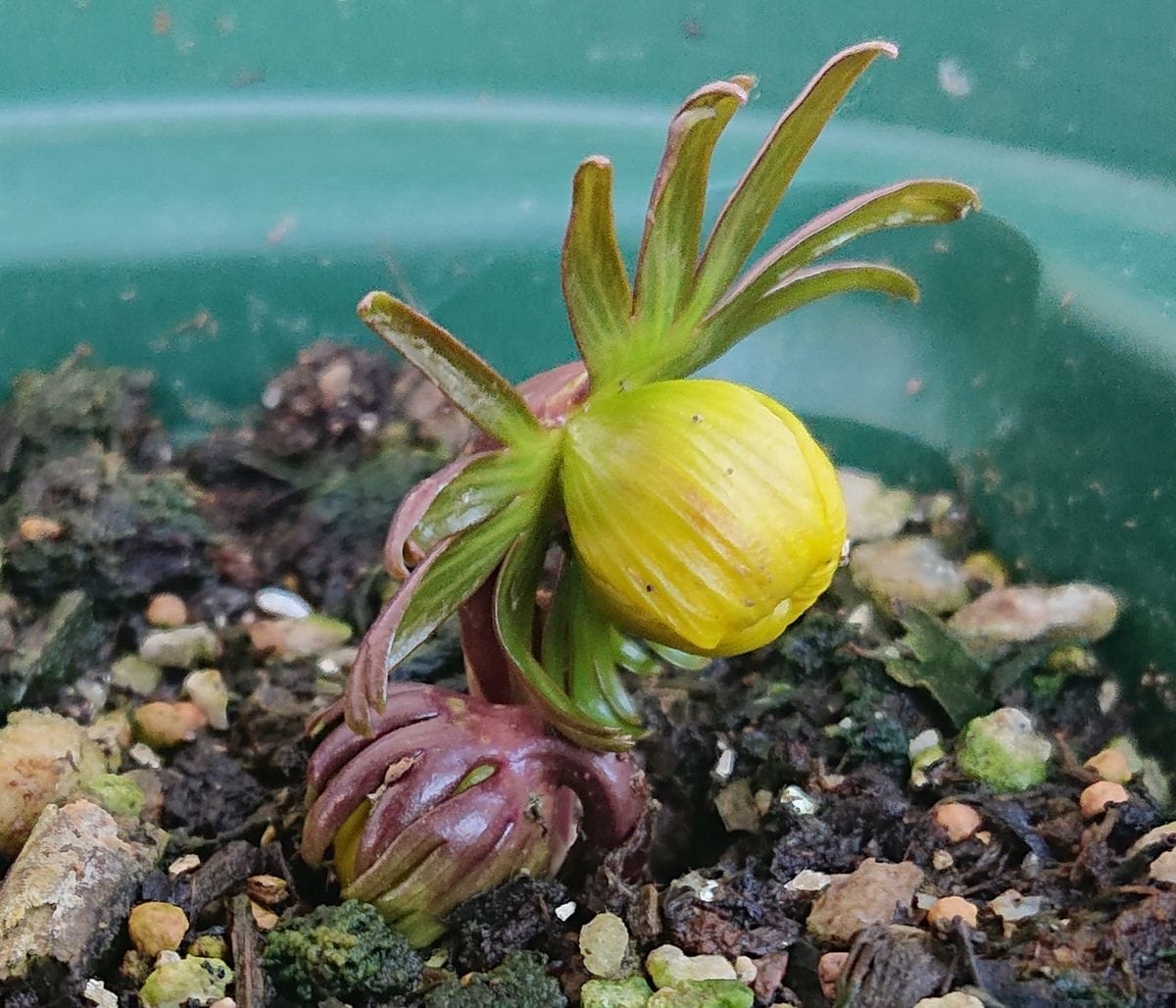 黄花セツブンソウの開花をひたすら見守る🌼 2021/2/13 17:00