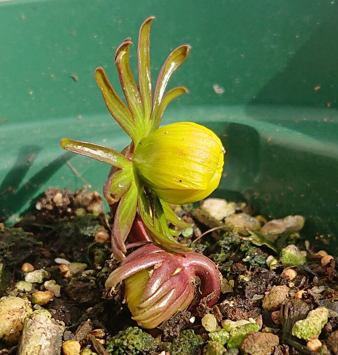 黄花セツブンソウの開花をひたすら見守る🌼 2021/2/14 9:00