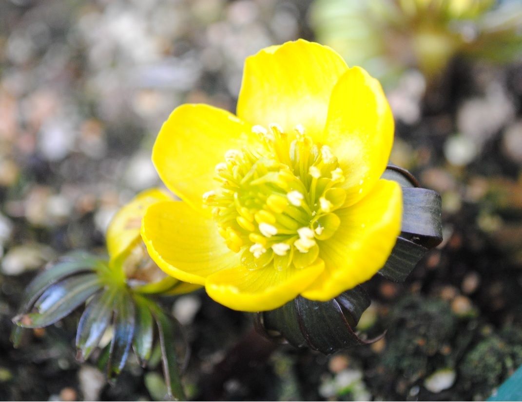 黄花セツブンソウの開花をひたすら見守る🌼