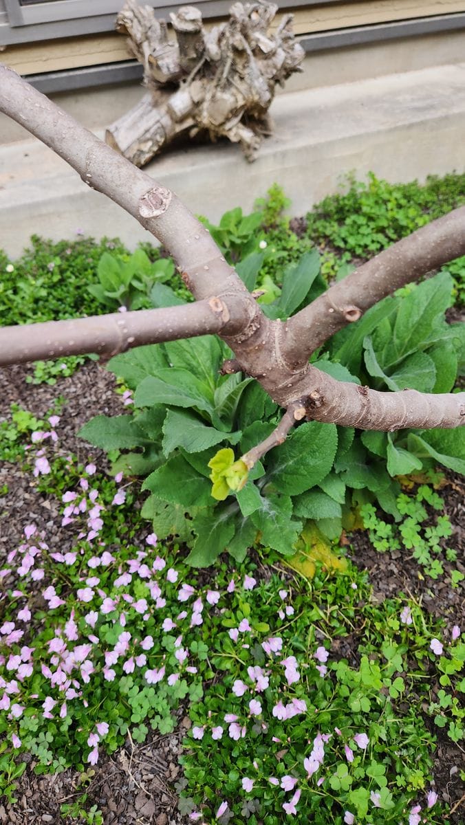 はじめてのイチジク 芽が出始めました。