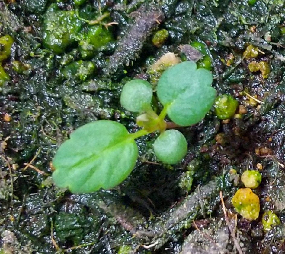 いちごの実生栽培（第3弾） 本葉確認