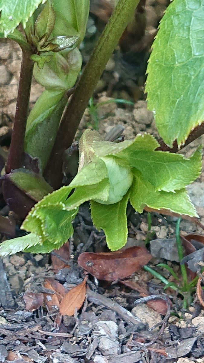 こぼれダネのクリロの赤ちゃんもらったら。 花芽