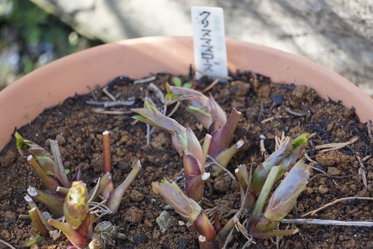 こぼれダネのクリロの赤ちゃんもらったら。 花芽の成長