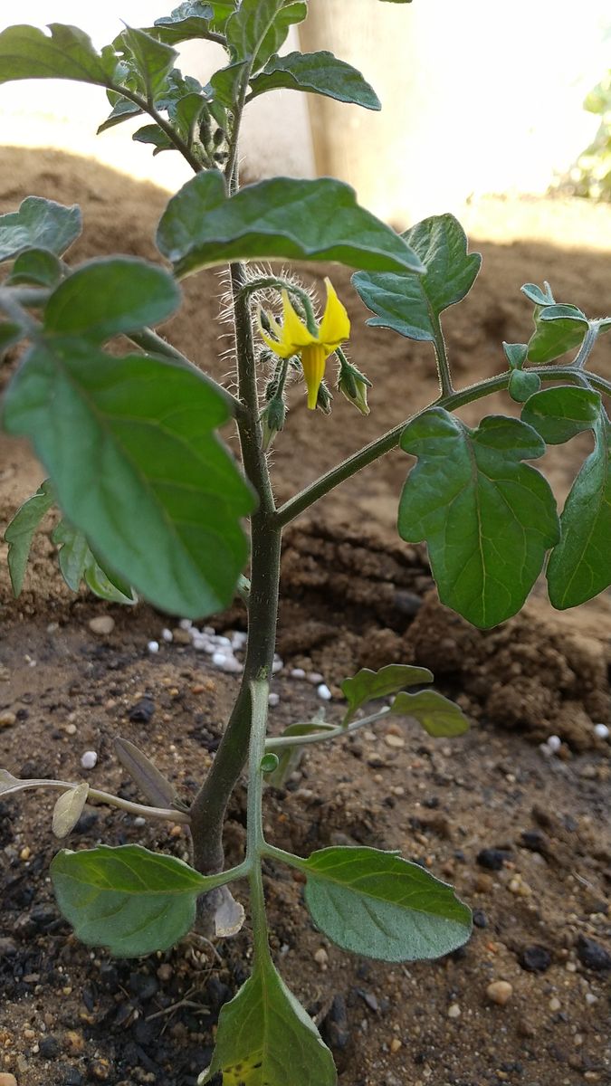 ✔️ 食べたトマトの種から収穫を目指す❗️ 2021/5/6 一番花