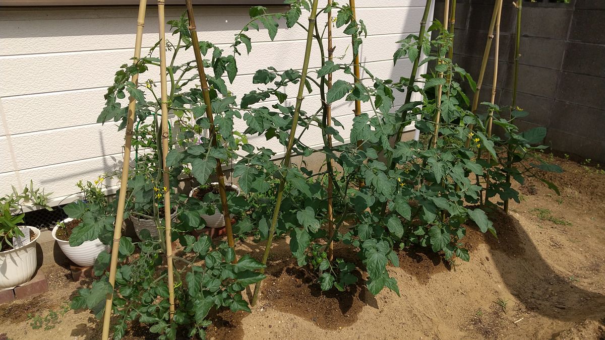 ✔️ 食べたトマトの種から収穫を目指す❗️ 2021/6/10 摘芯