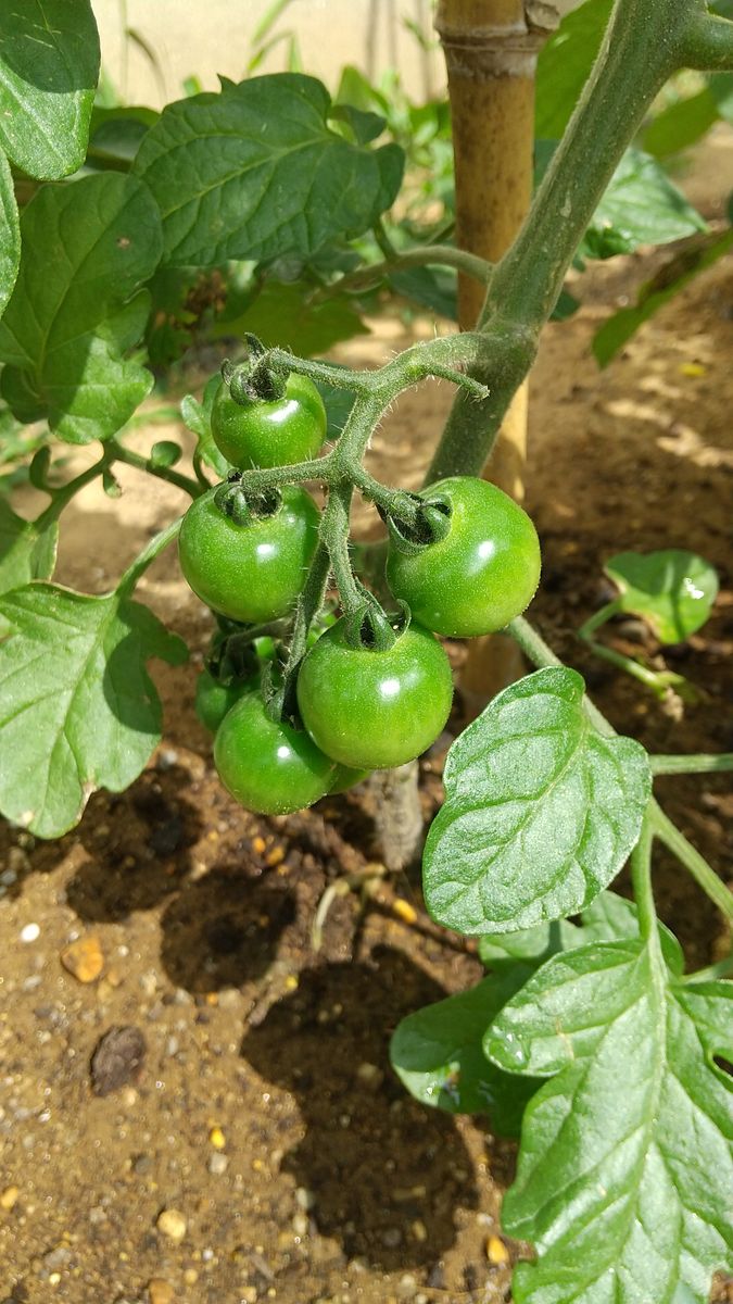 ✔️ 食べたトマトの種から収穫を目指す❗️ 2021/6/10 一段目