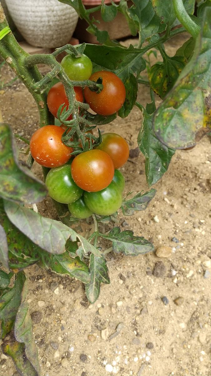 ✔️ 食べたトマトの種から収穫を目指す❗️ 2021/6/28 もつ一息