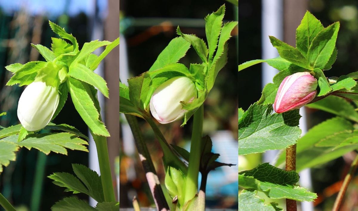 オーレア系のパステリッシュを咲かせたい！🤭 続々開花の予感