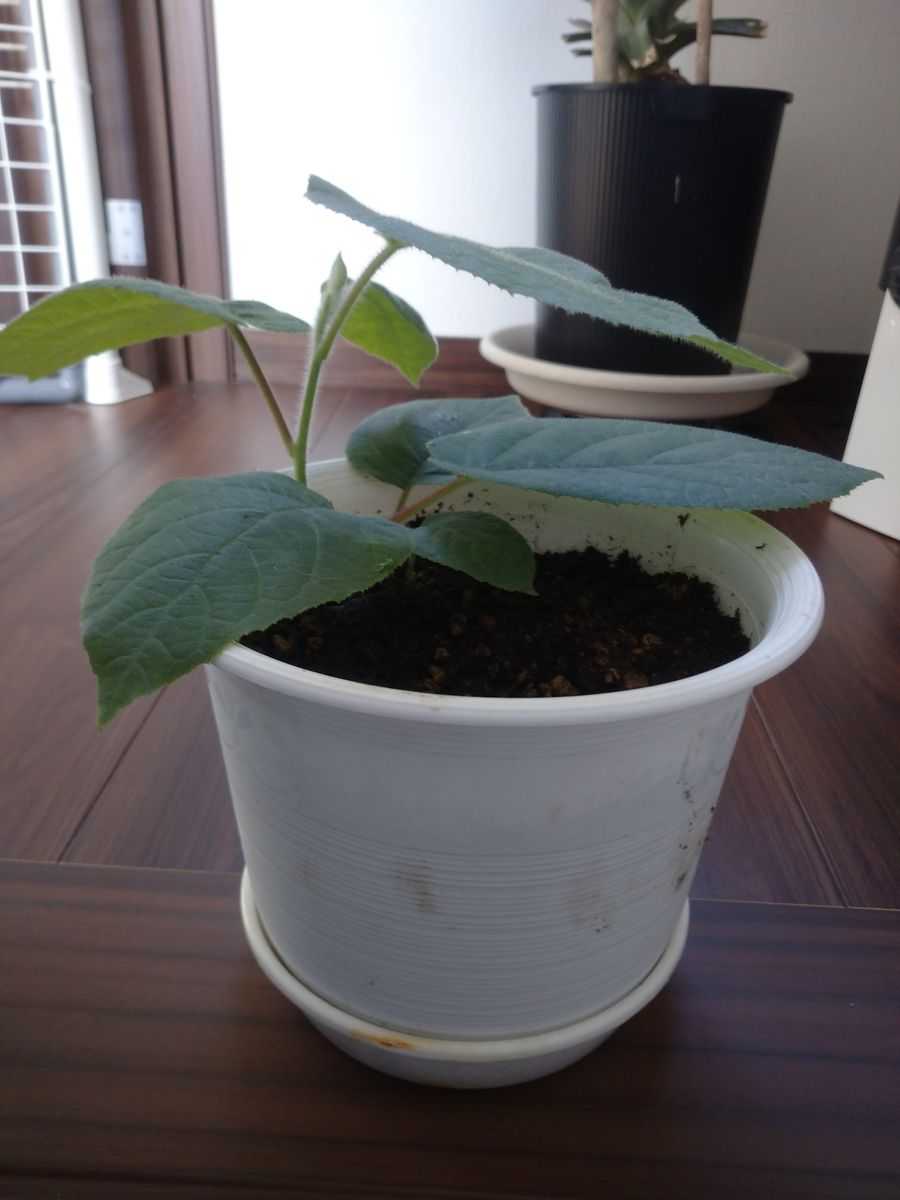 サンゴールドを種から育てる こちらも植え替え