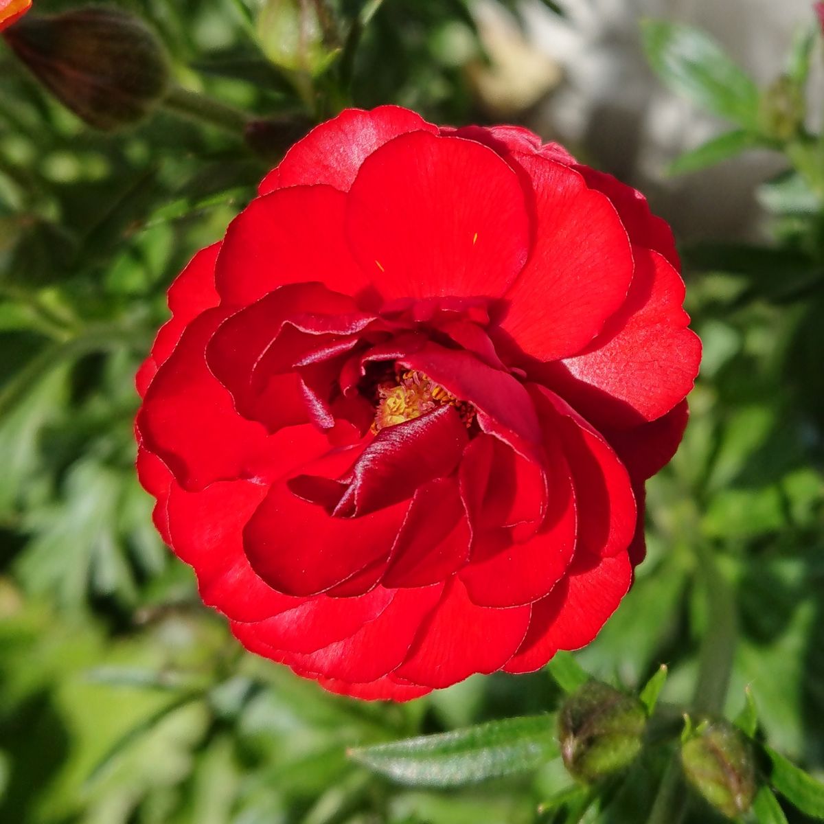 初めての分球にトライ② ハデス開花