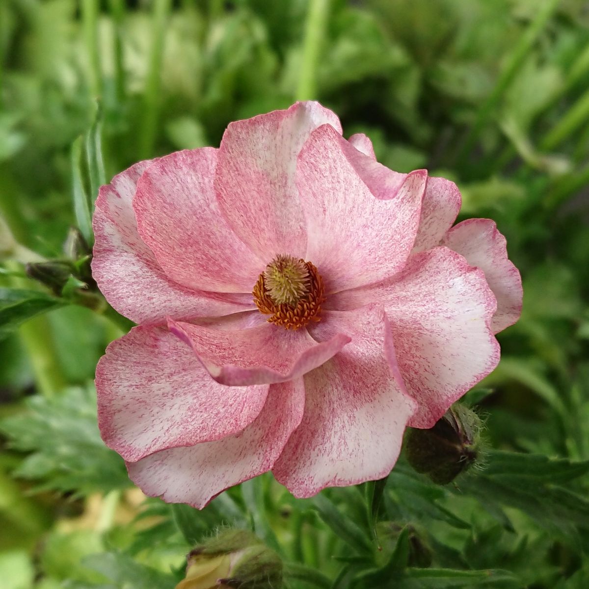 初めての分球にトライ② エウロペ開花