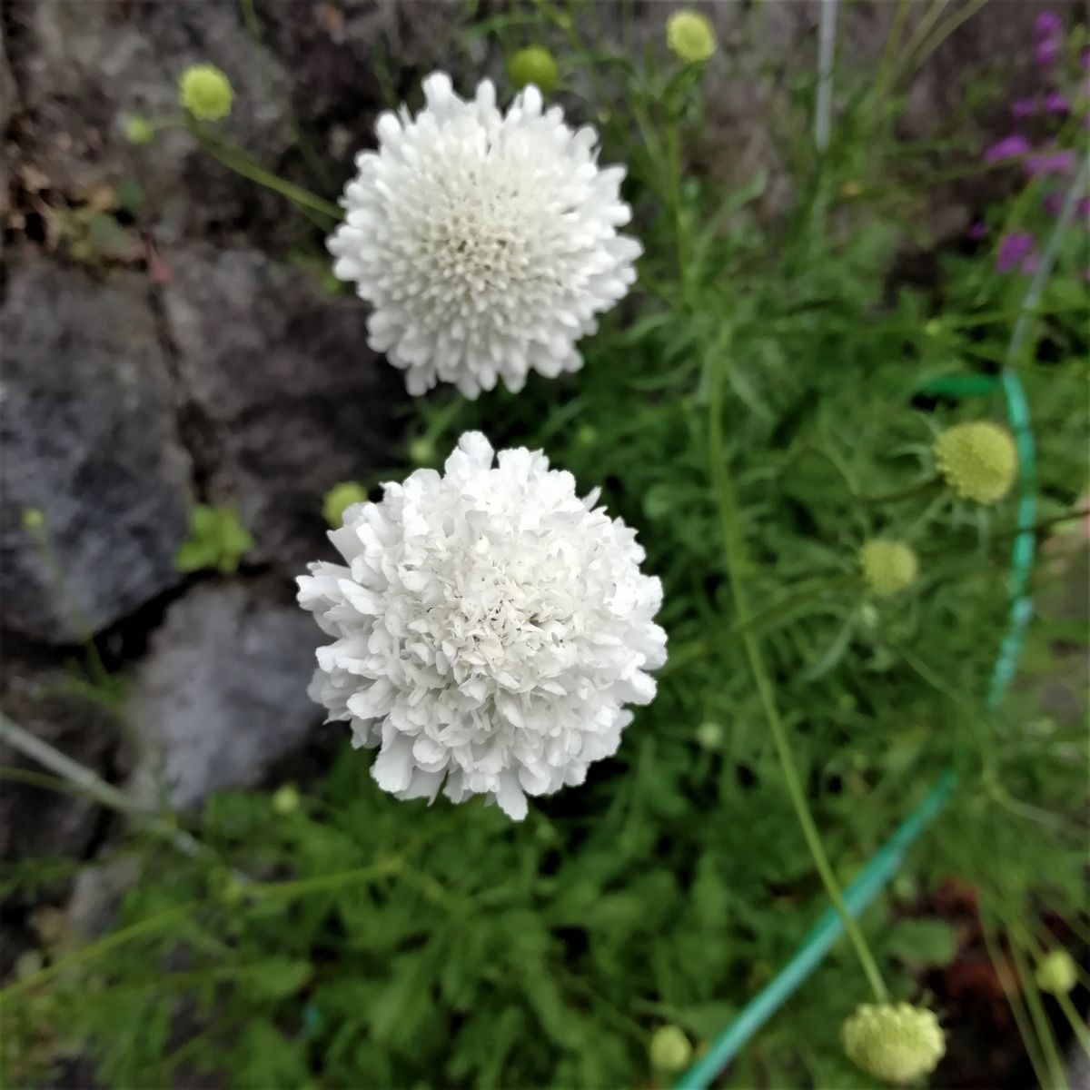 高性スカビオサ 開花