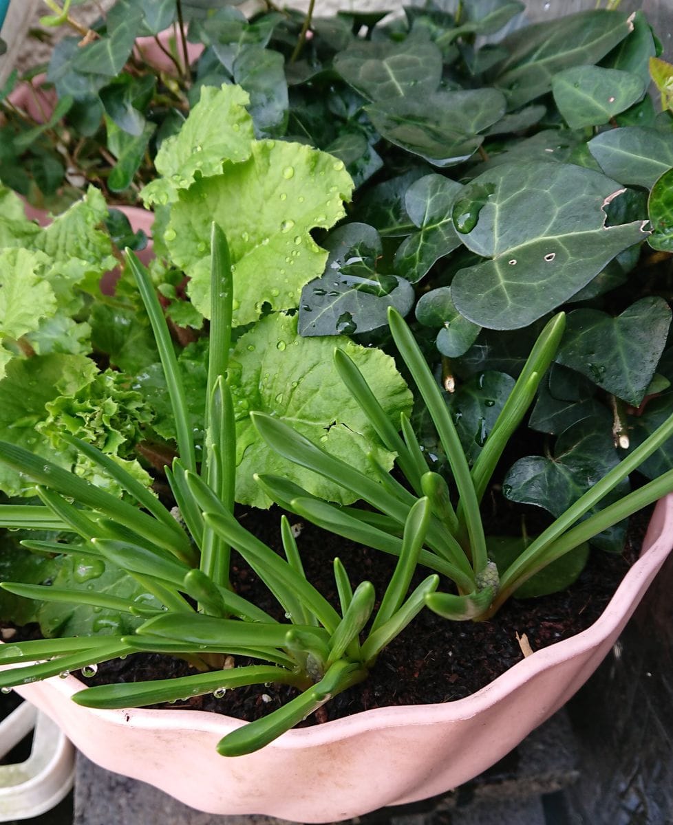 植え時を逃した球根が咲くのか？ (3月18日)の続き