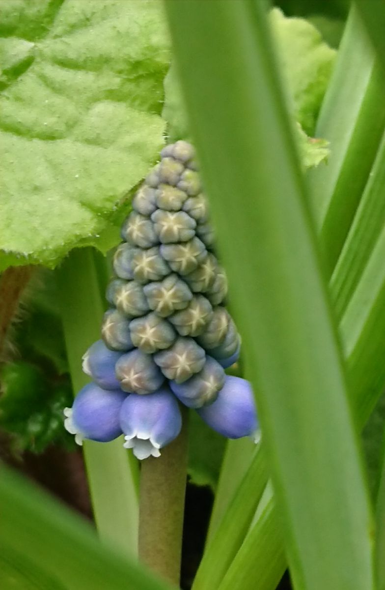 植え時を逃した球根が咲くのか？ (3月22日)の様子