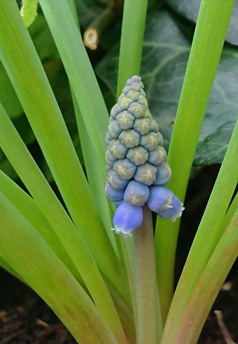 植え時を逃した球根が咲くのか？ (3月25日)の様子