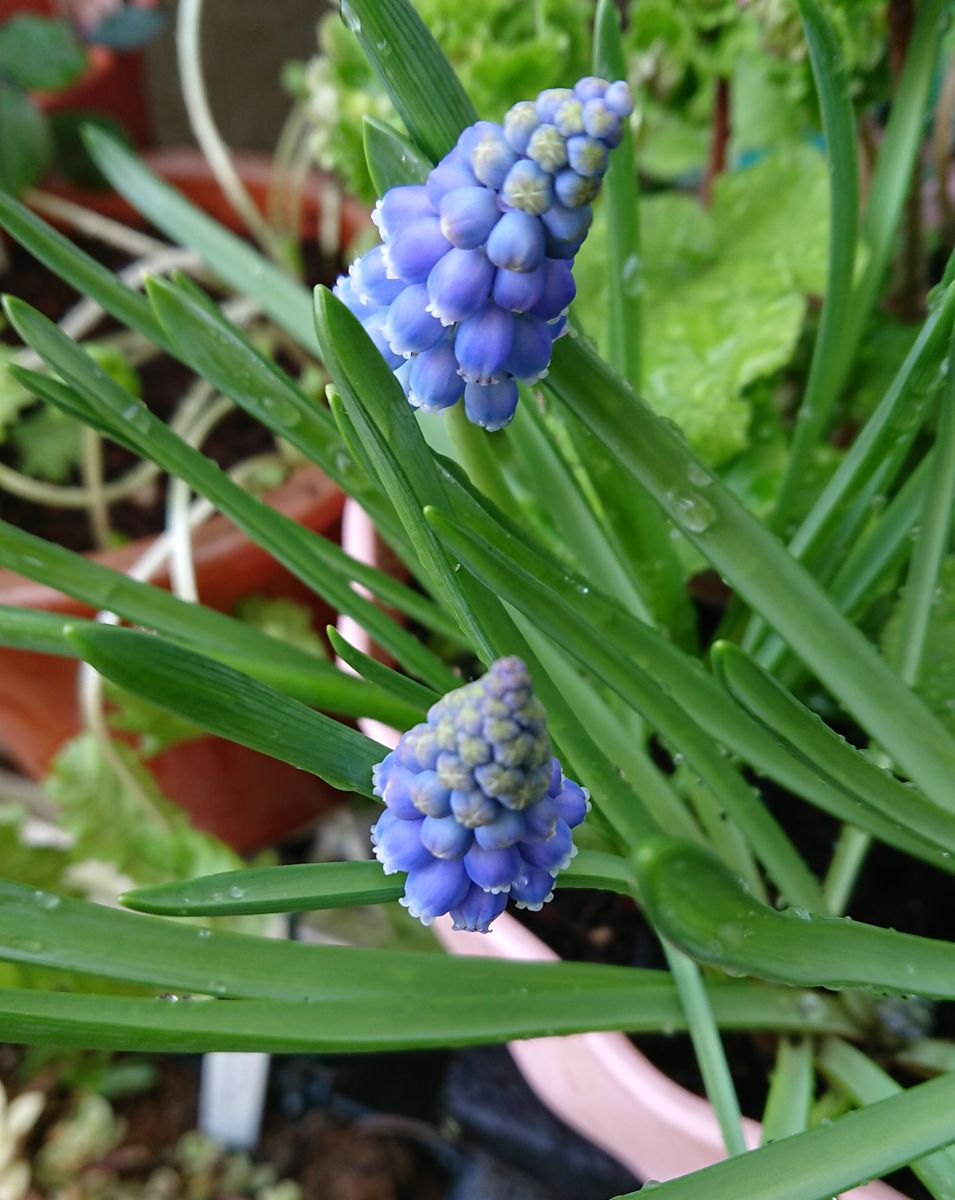 植え時を逃した球根が咲くのか？ (3月29日)の様子