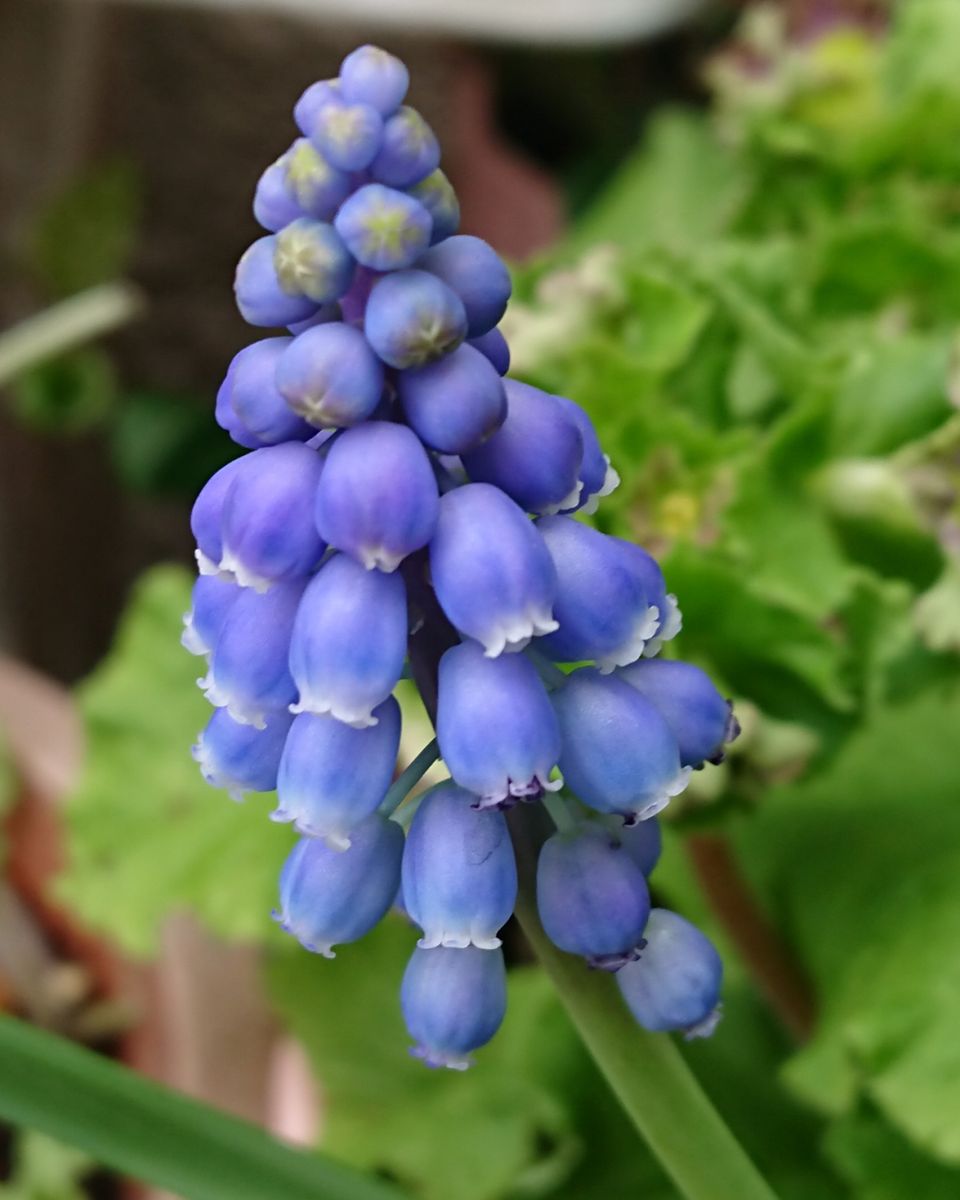 植え時を逃した球根が咲くのか？ (3月30日)の様子