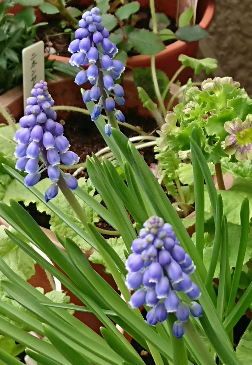 植え時を逃した球根が咲くのか？ (4月1日) 葉っぱより長く伸びました