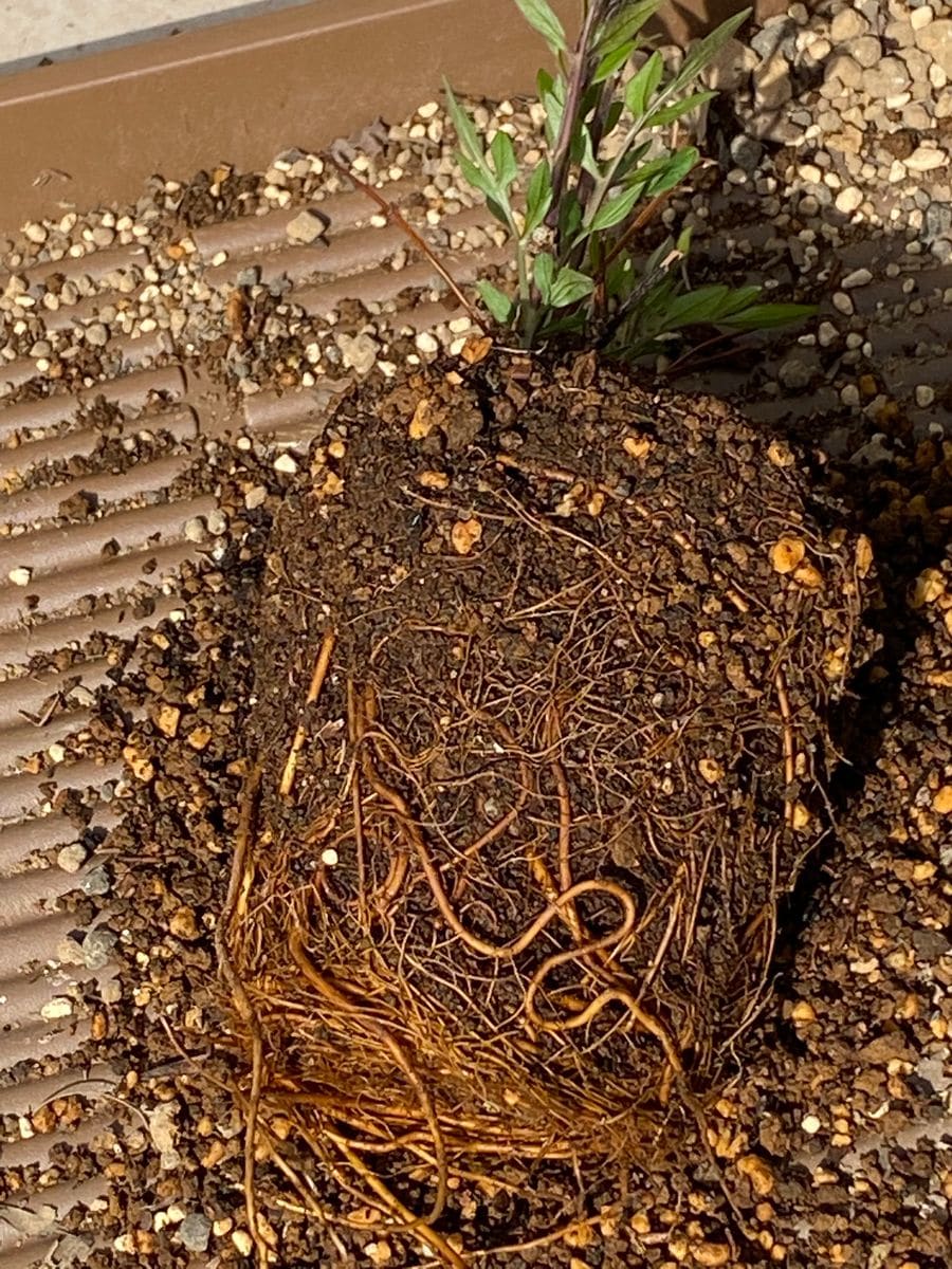 アフロディーテちゃんの成長 鉢の中は根でいっぱい！